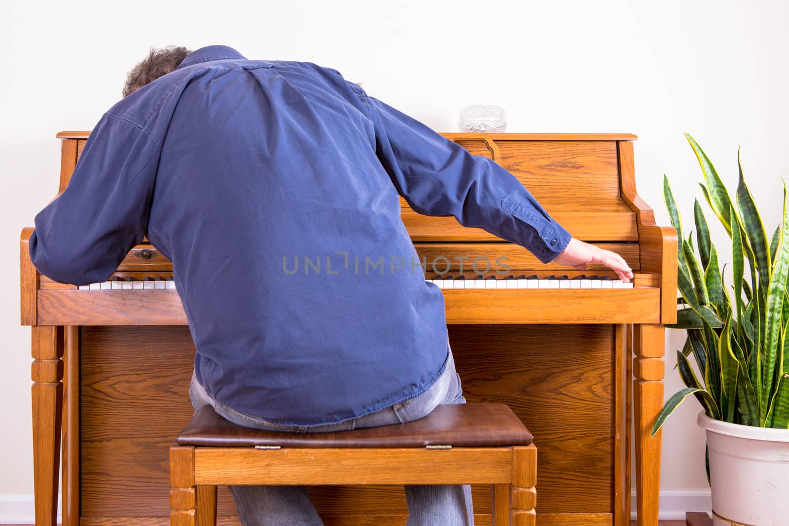 Enthusiastic man playing the piano with gusto stretching to either end of the keyboard, view from behind of him sitting on the stool leaning forwards