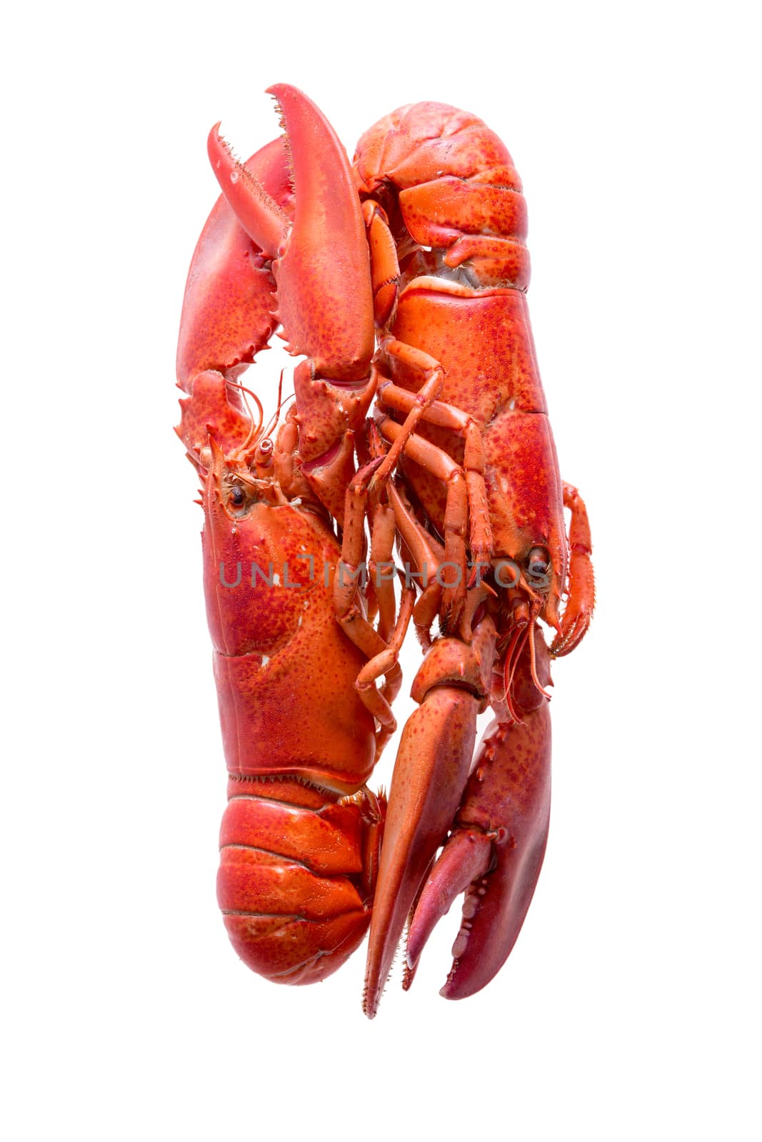 Loving Red Lobsters Isolated on White Background by coskun
