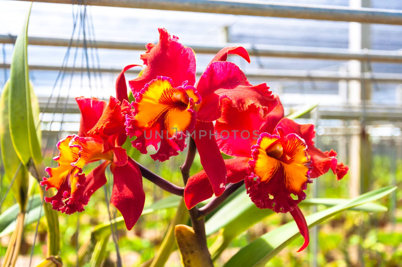 The beautiful of red orchid with natural blur background.