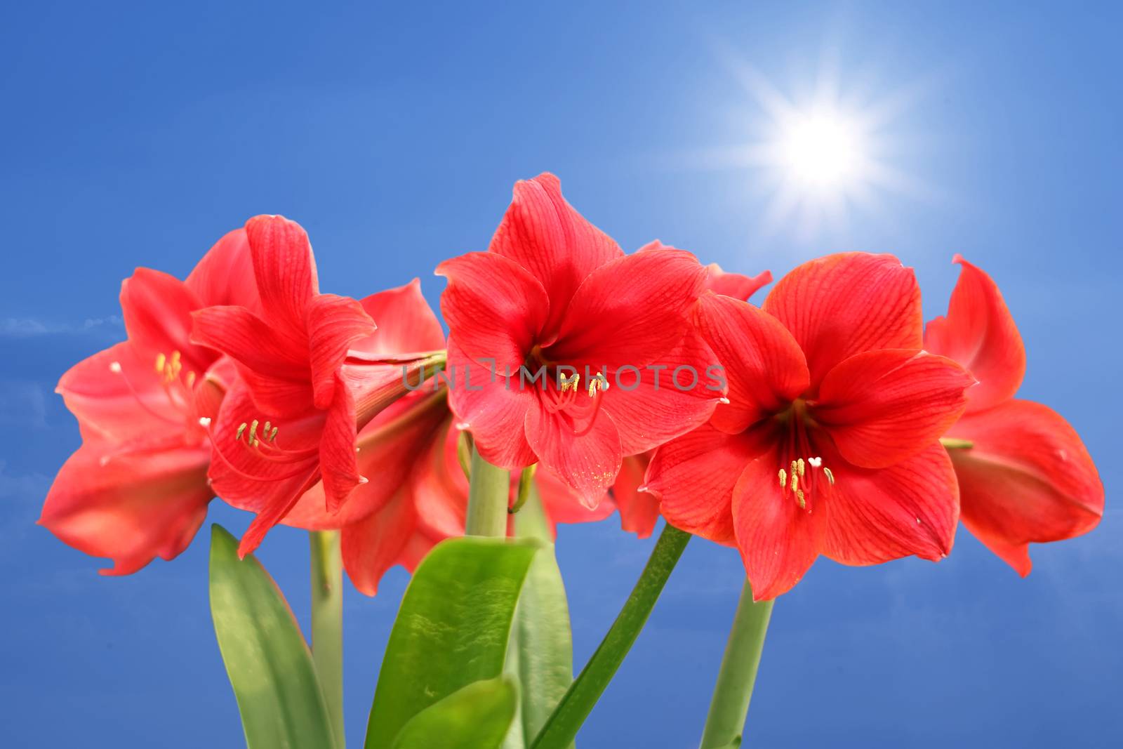 red amaryllis flower with beautiful sunbeam background          
