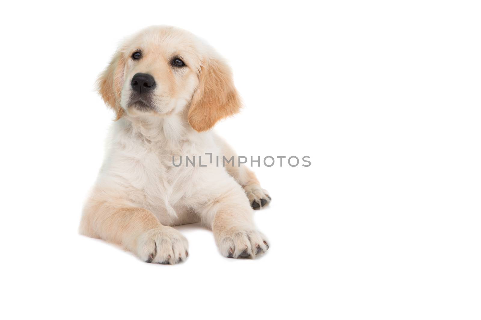 Lying dog looking to the side on white background