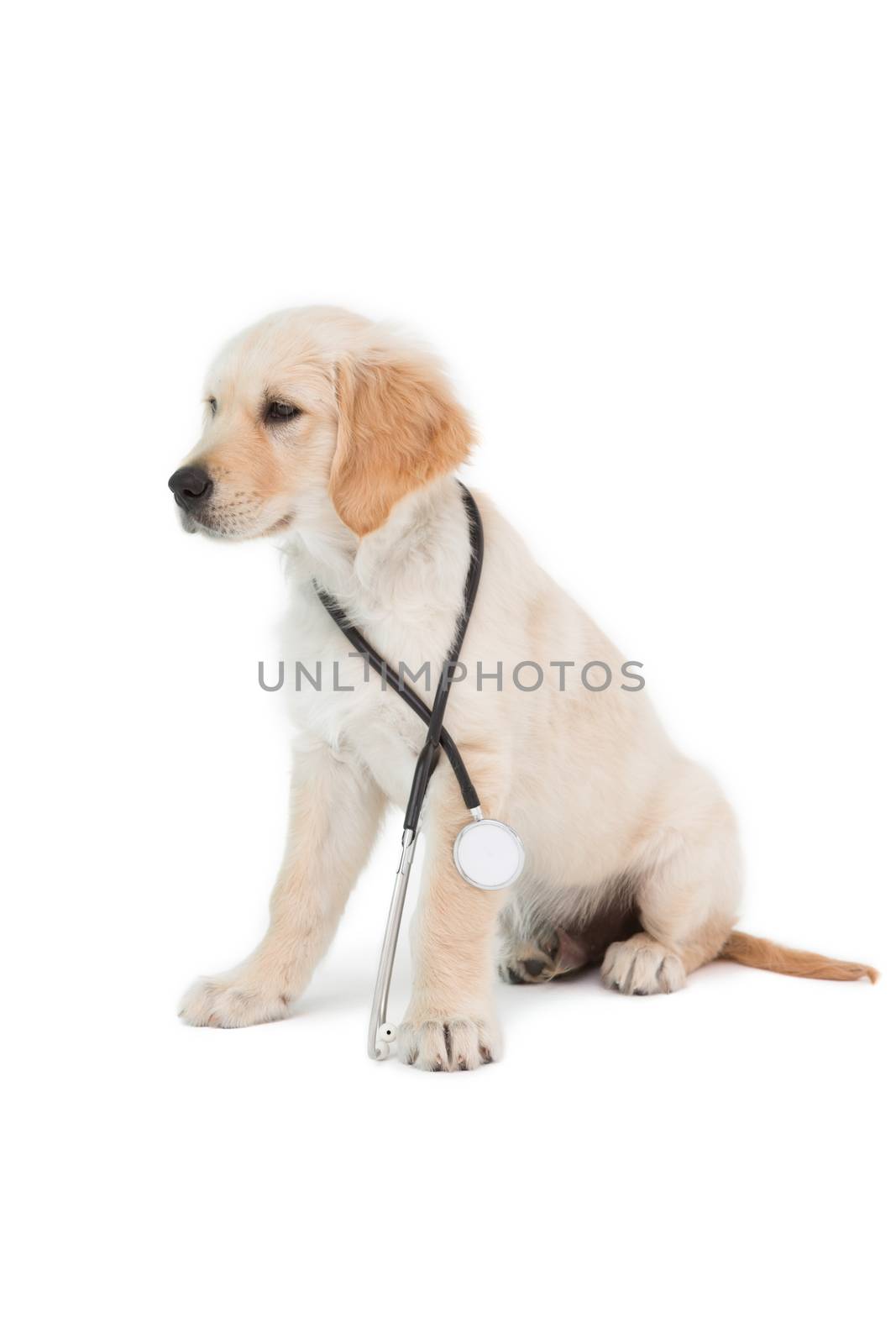 Sitting dog looking to the side on white background 
