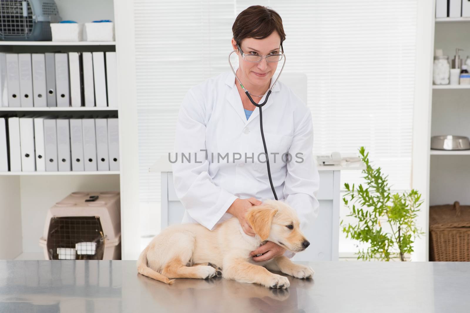 Veterinarian examining a cute dog with a stethoscope in medical office