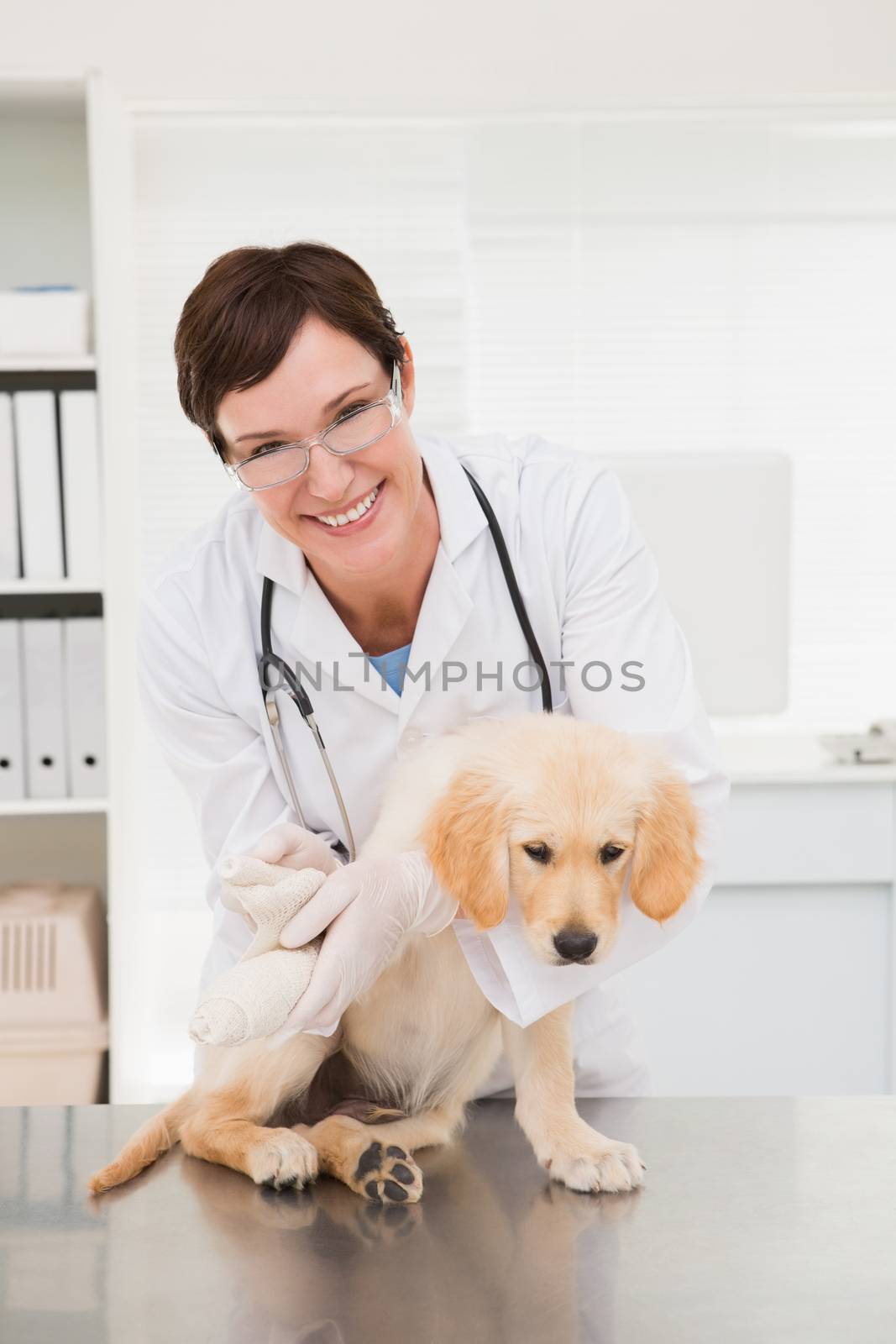 Vet doing a bandage at dog in medical office 