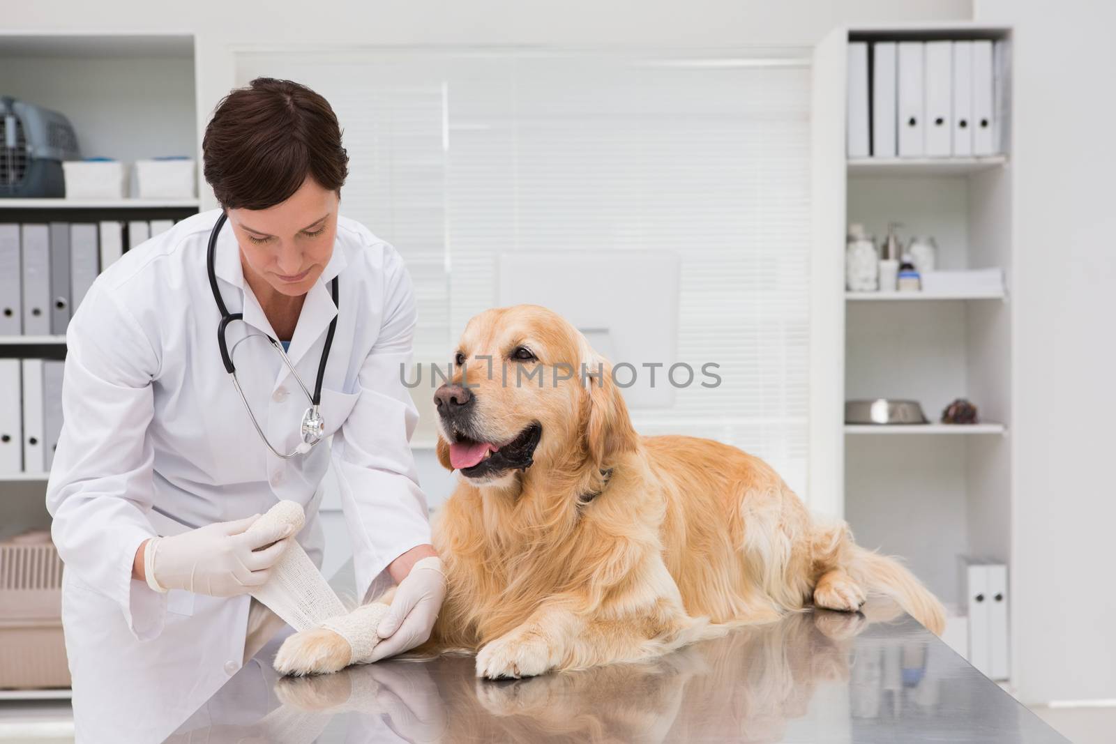 Vet doing a bandage at dog in medical office 