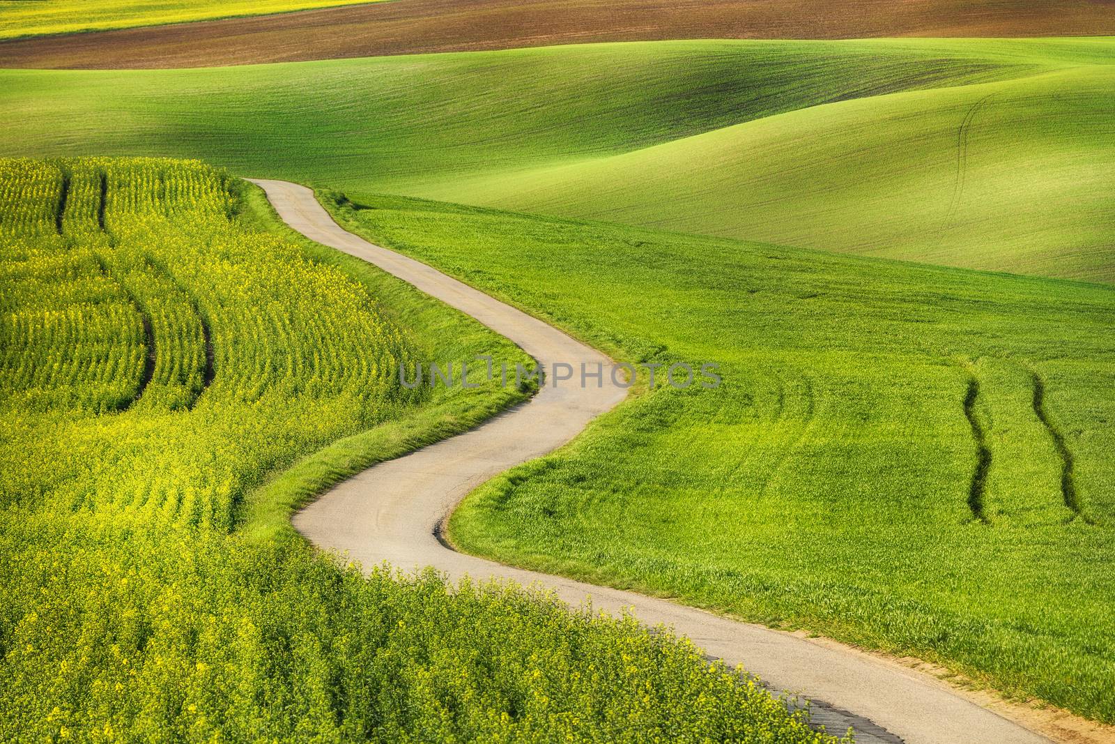 Road in the green field waves, South Moravia, Czech Republic