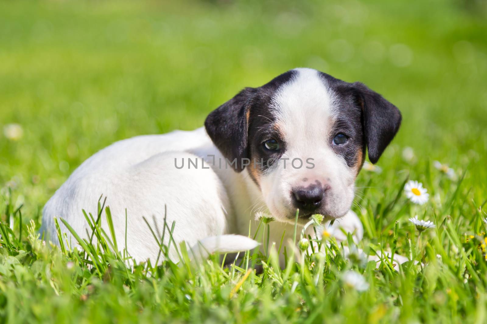 Mixed-breed cute little puppy outdoors on a meadow on a sunny spring day.