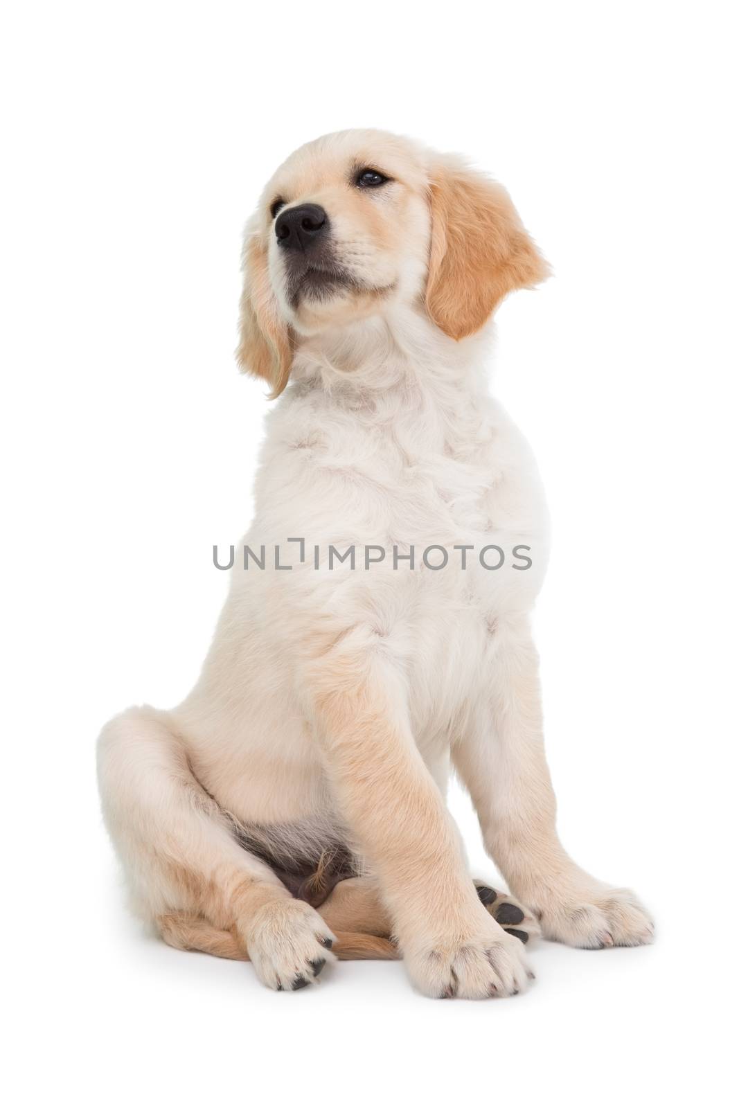 Sitting dog looking up on white background 