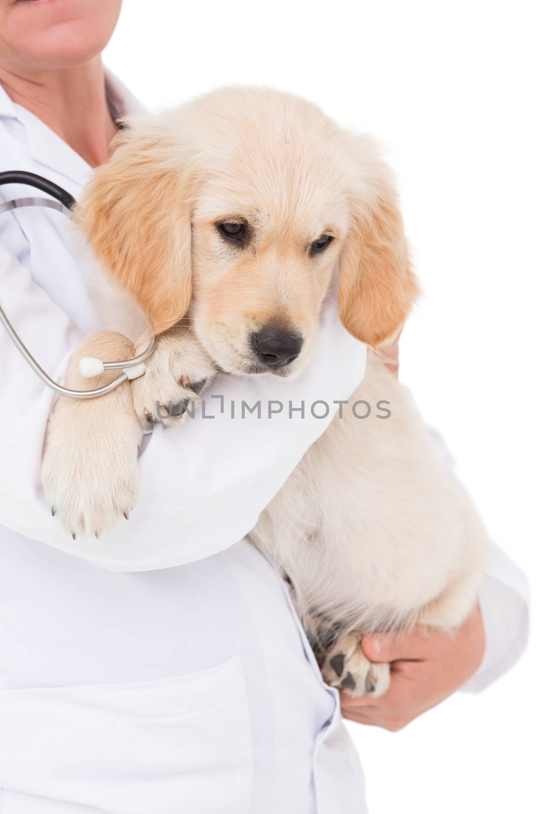 Veterinarian with a cute dog in her arms on white background 
