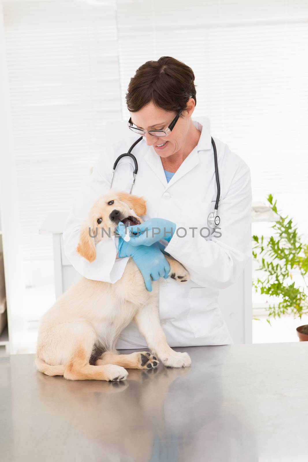 Veterinarian giving medicine to dog in medical office