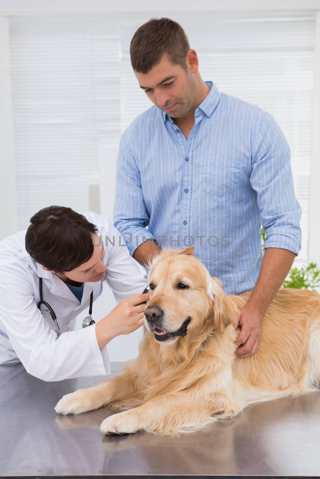 Veterinarian examining a dog with its owner by Wavebreakmedia