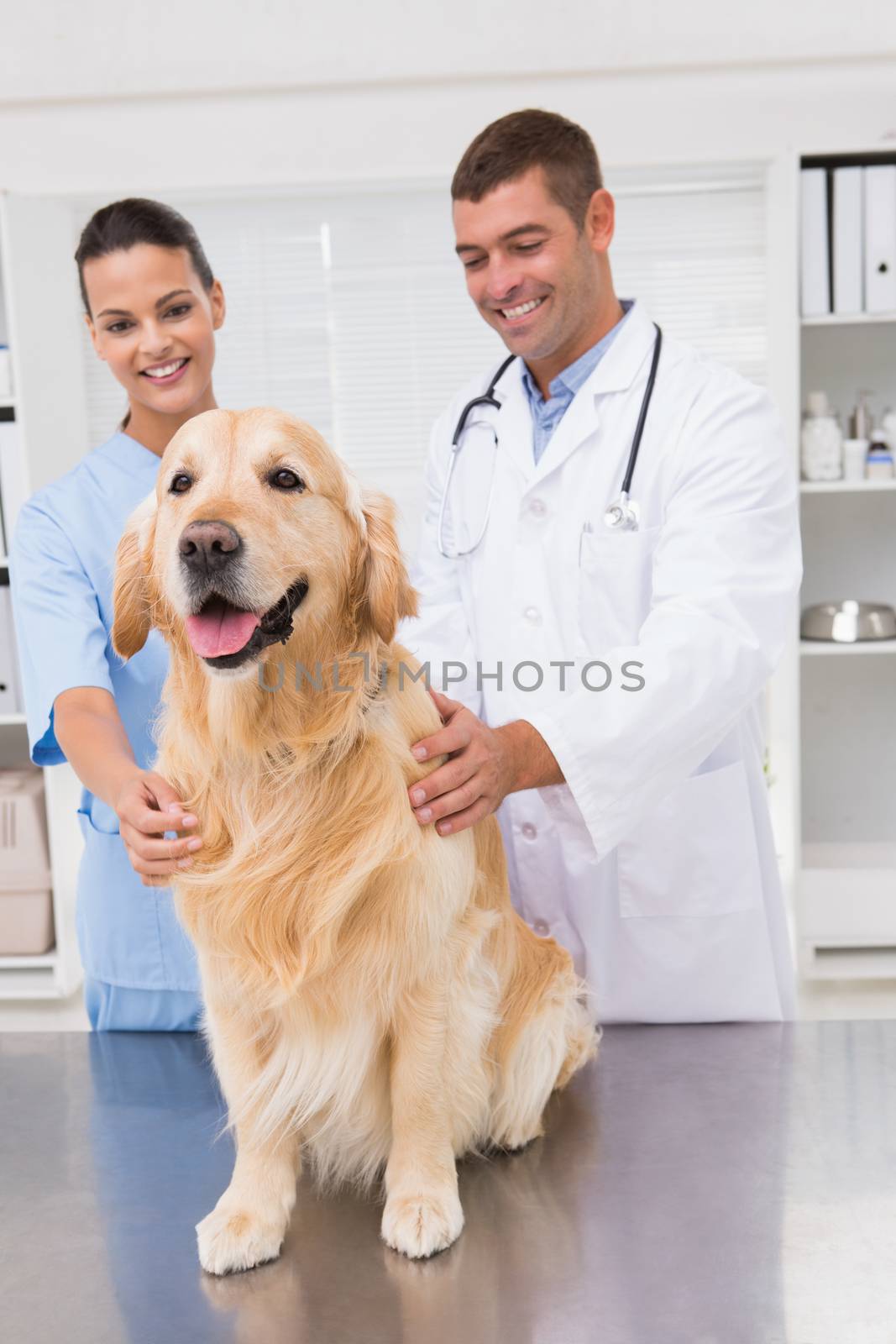Vet coworker examining dog in medical office