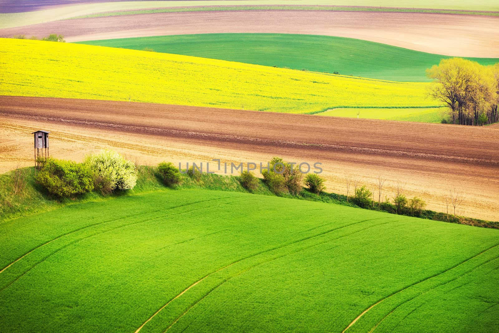 Field waves with trees in the spring, South Moravia, Czech Republic