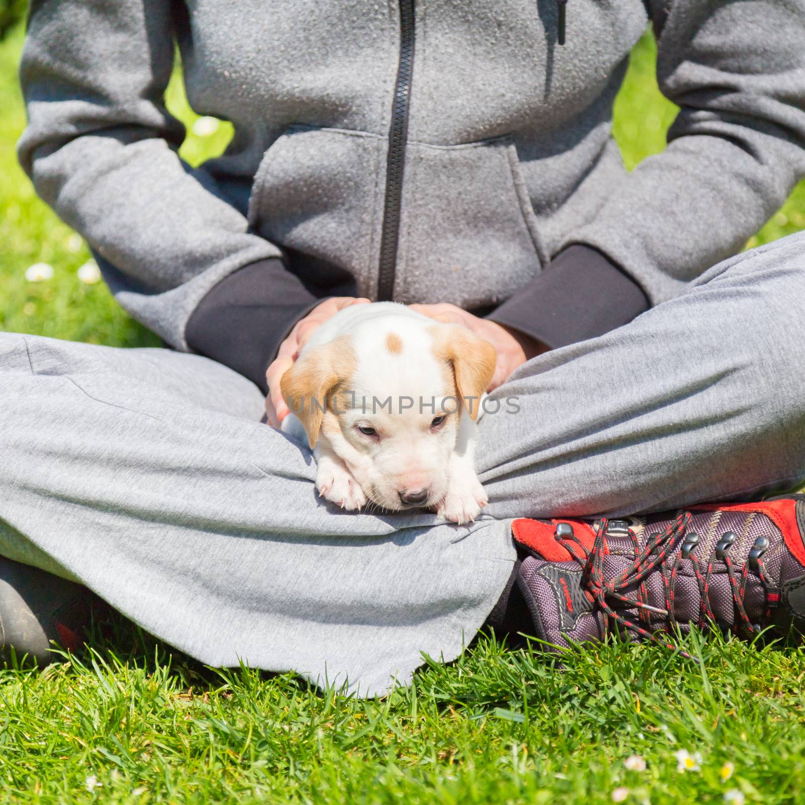 Mixed-breed adorable cute little puppy petting in a lap of a female owner, outdoors on a meadow on a sunny spring day.