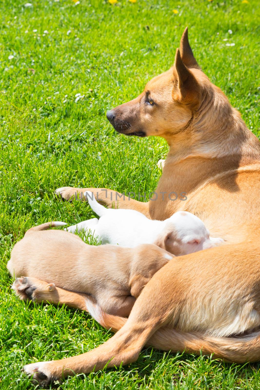 Mixed-breed bitch breast feeding her cute little puppies outdoors on a meadow on a sunny spring day.