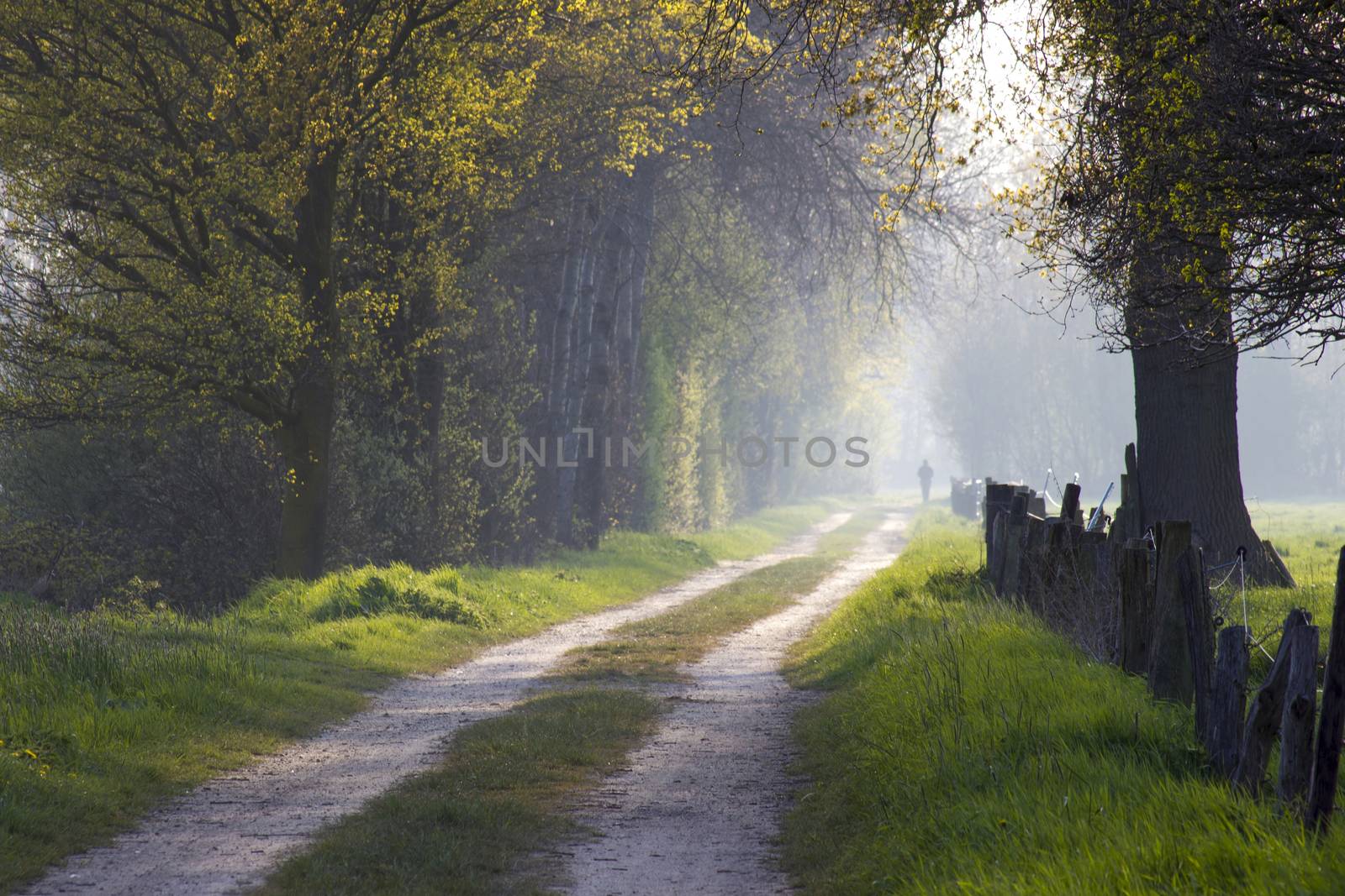 a person walking on the road in the forest