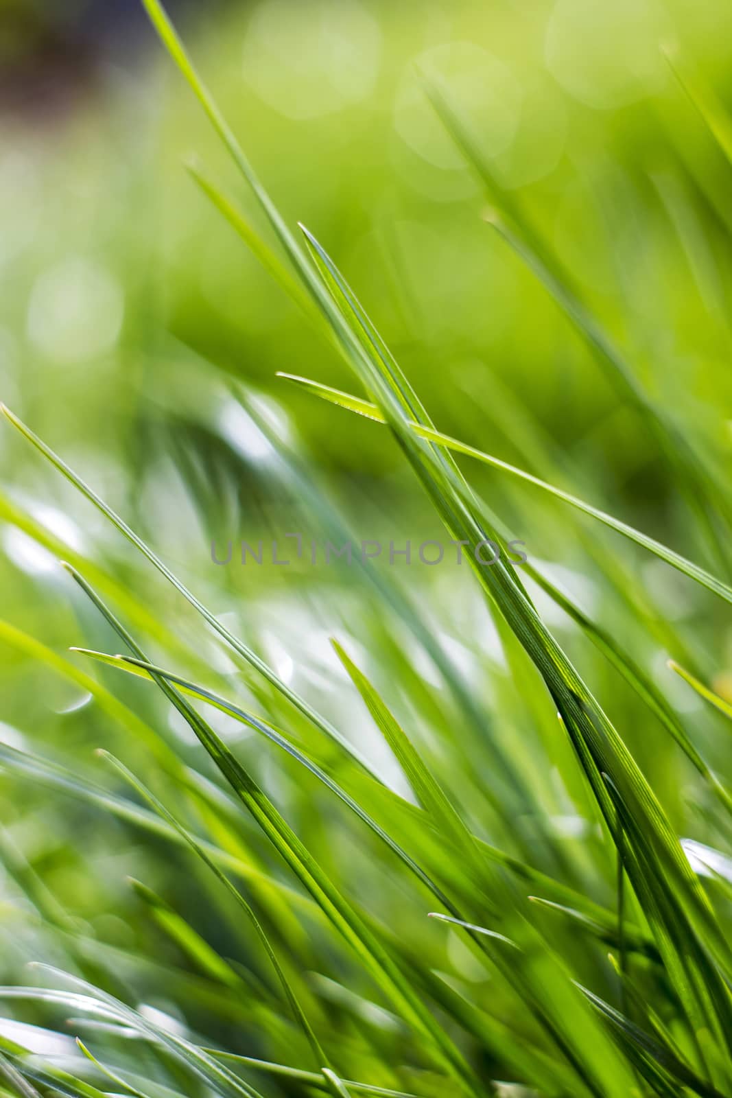 Fresh green grass. Soft Focus. Abstract Nature Background  by miradrozdowski