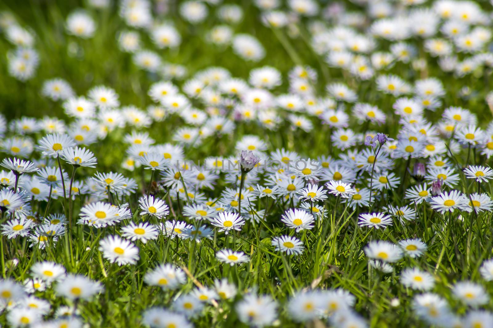 Background of blooming daisies