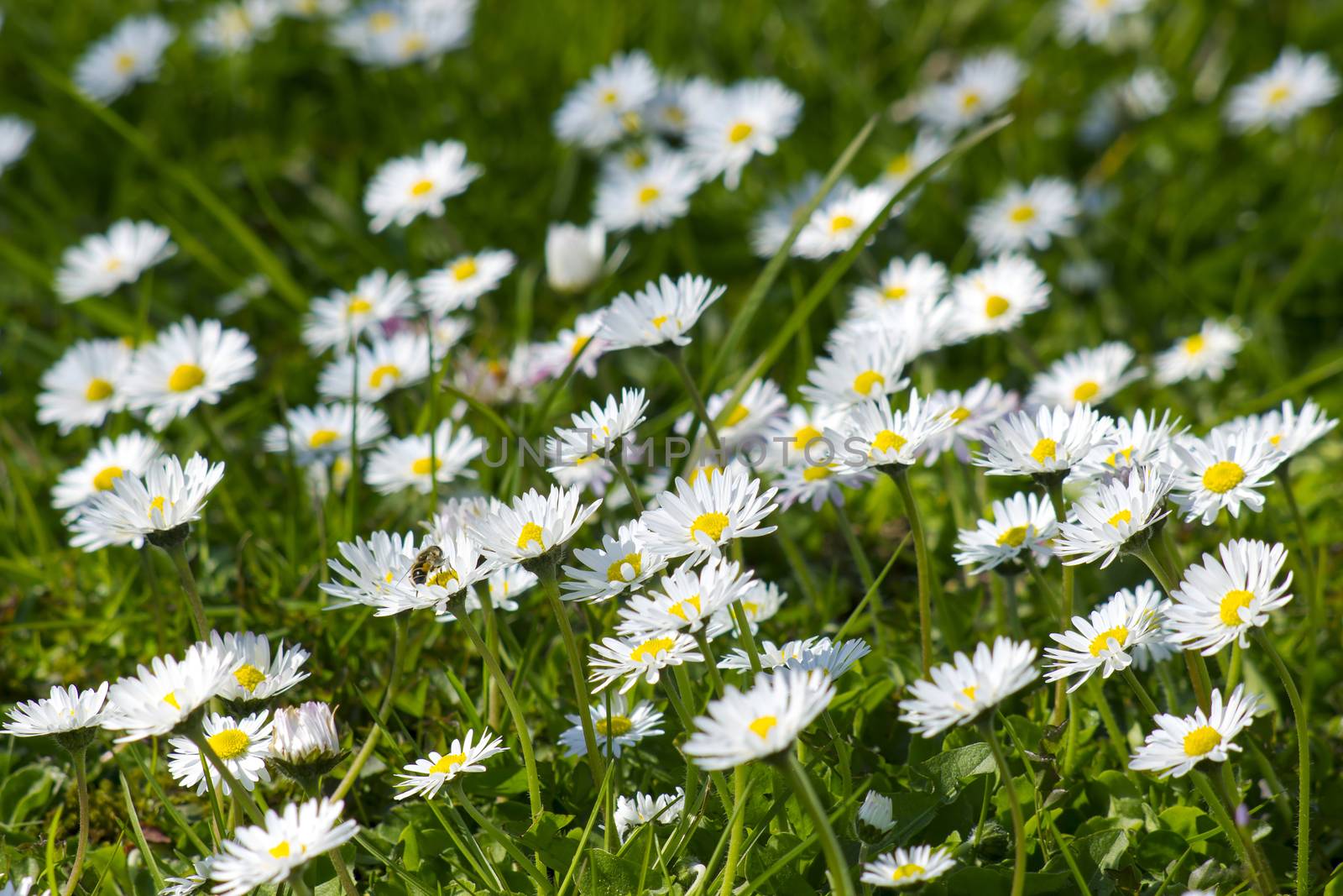 Background of blooming daisies by miradrozdowski