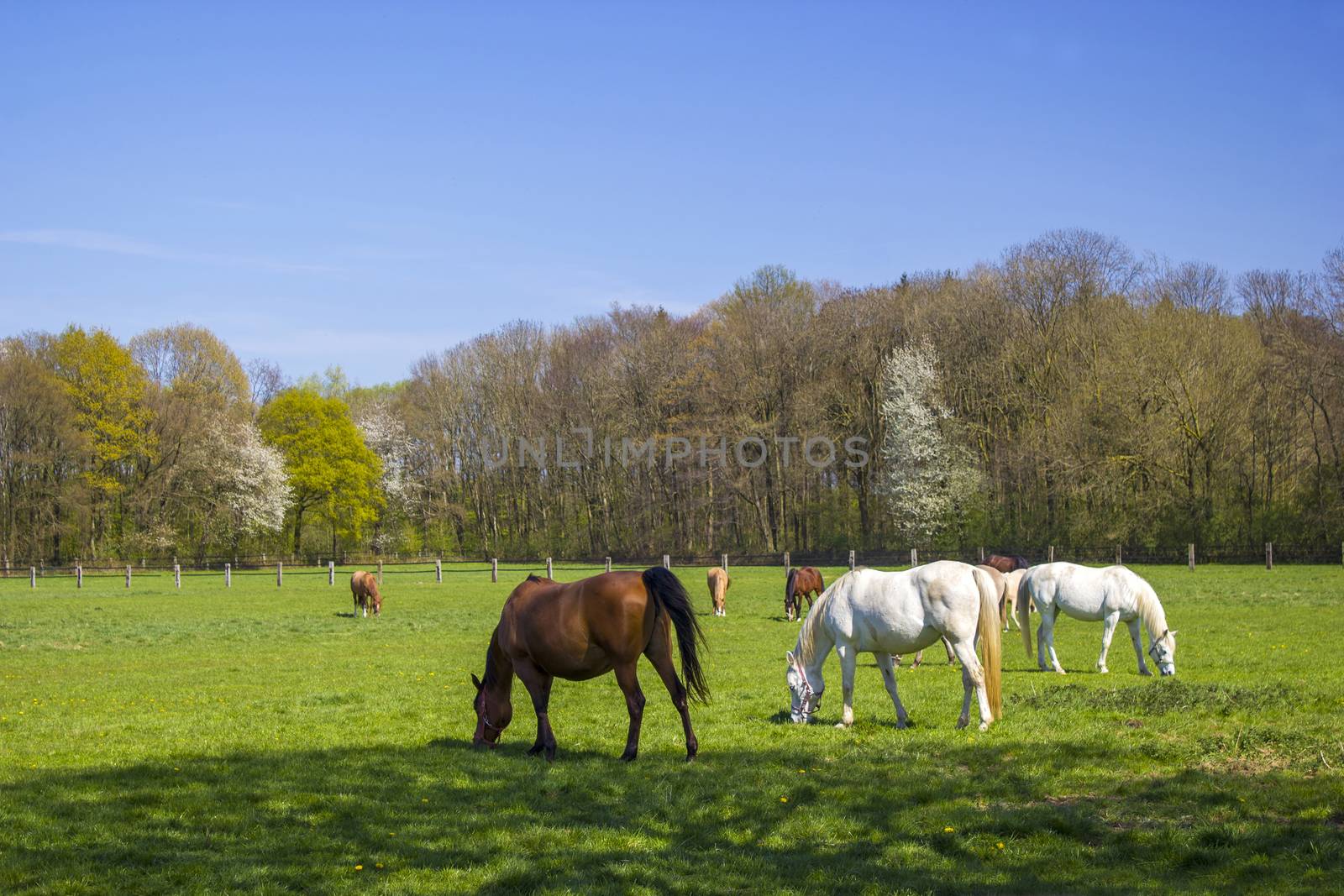 Horses on a spring pasture by miradrozdowski