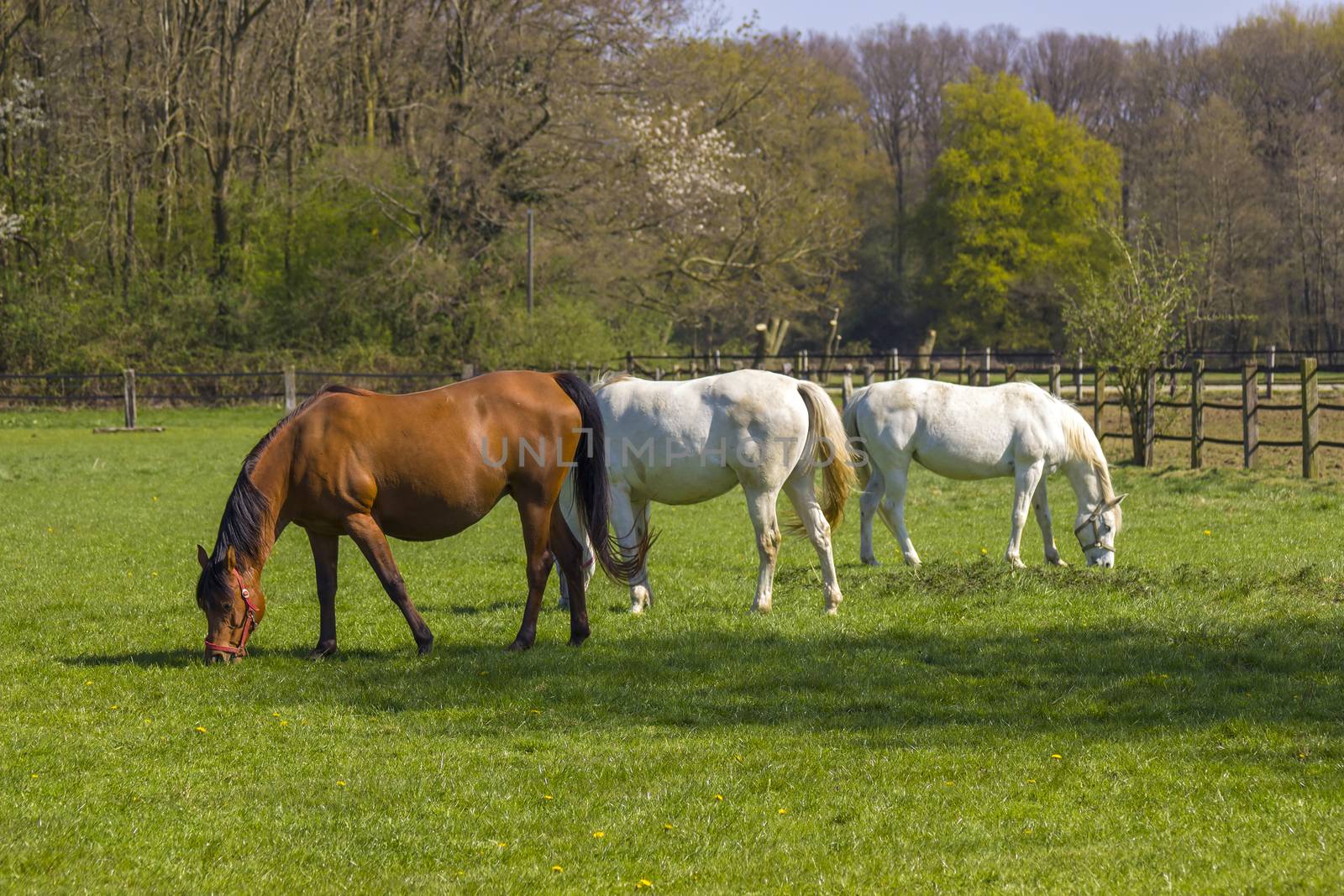 Horses on a spring pasture by miradrozdowski