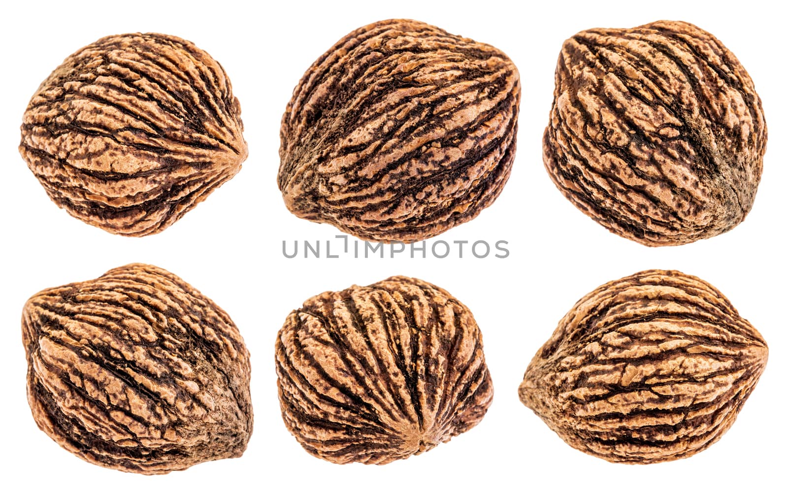 black walnuts isolated by PixelsAway