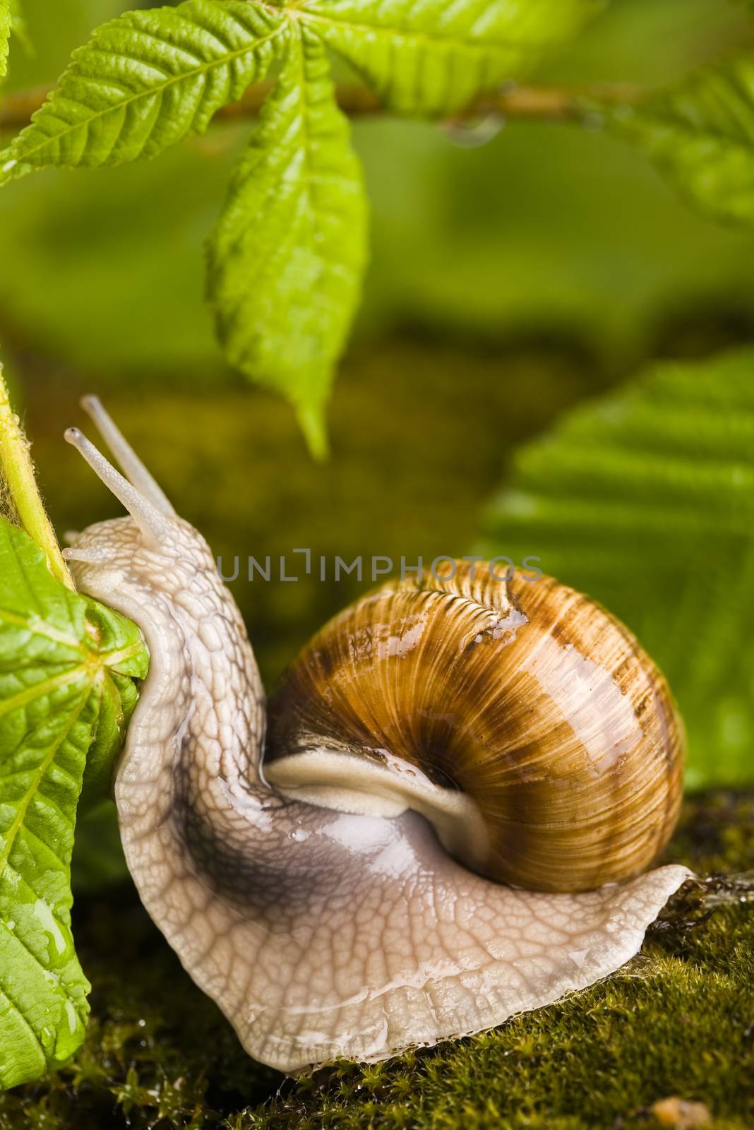 Snail, a slow animal that is covered by a shell