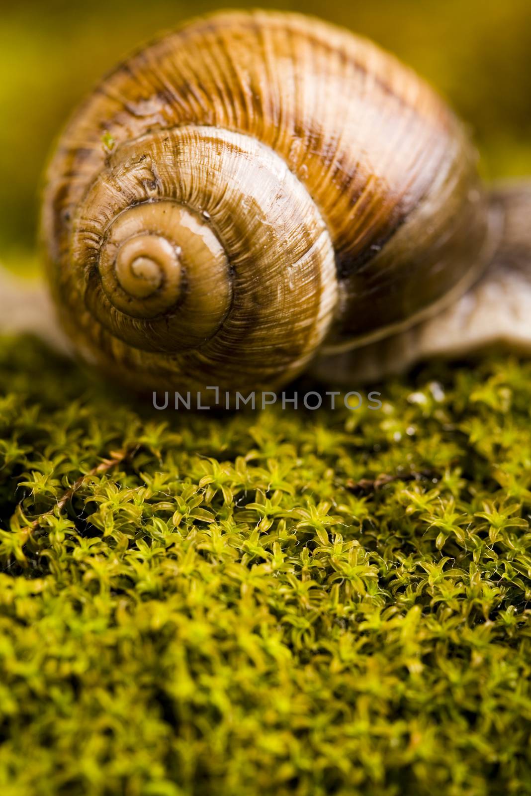 Snail, natural concept saturated colors