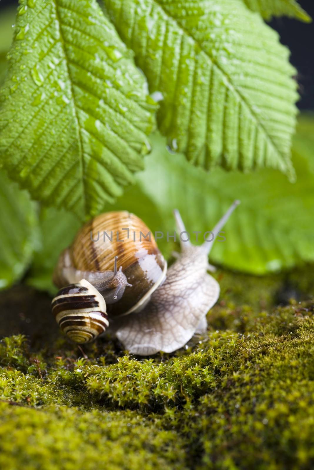 Snail on moss, natural concept saturated colors