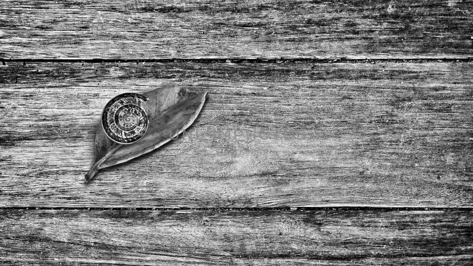 snail on a red leaf and wood base