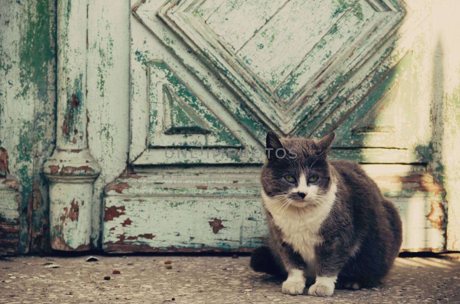 gray and white  cat at the old door