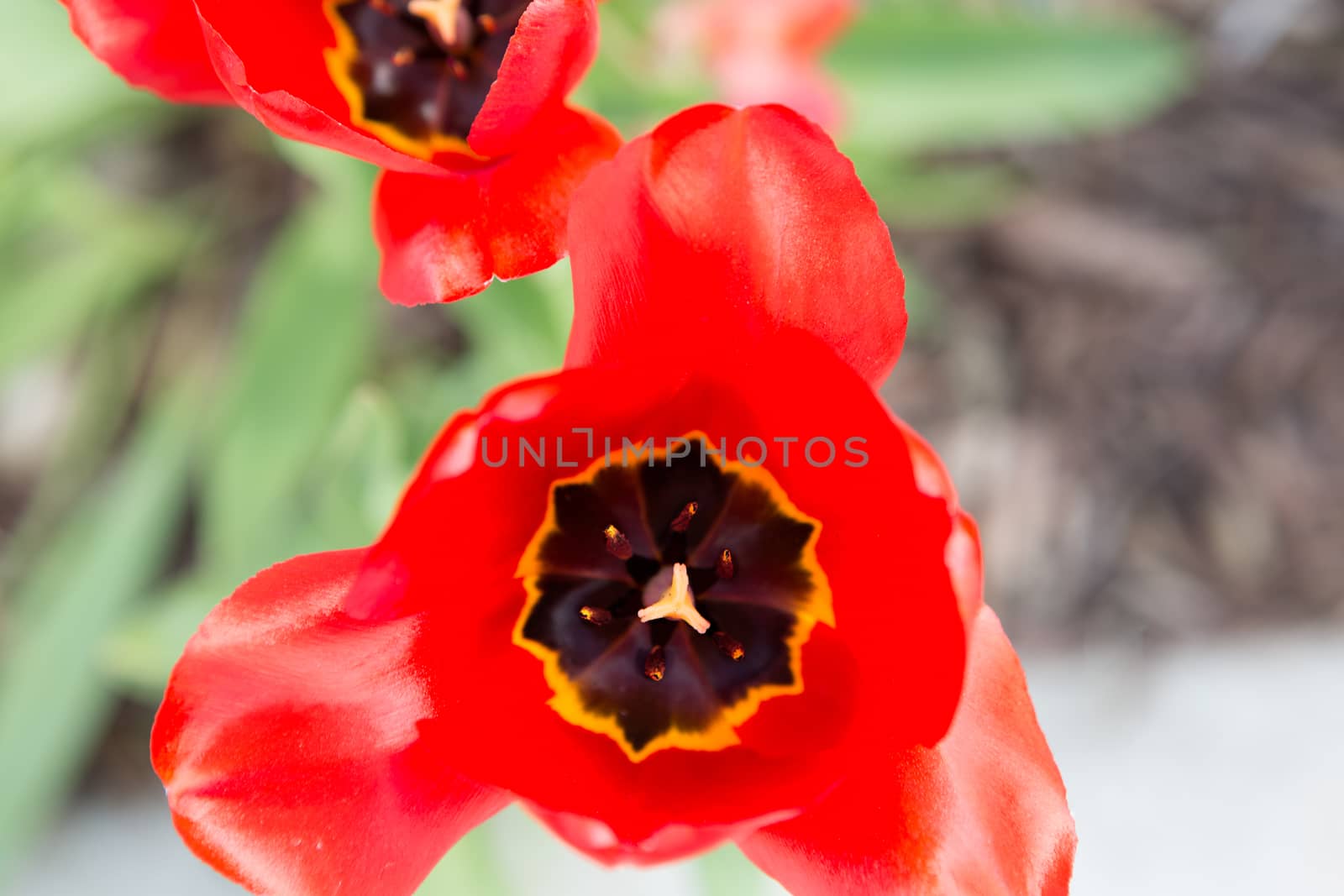 Striking vivid red tulip viewed from above showing the internal black and yellow pattern of the petals, an ornamental spring bulb cultivated in gardens and on farms for floristry and indoor decor