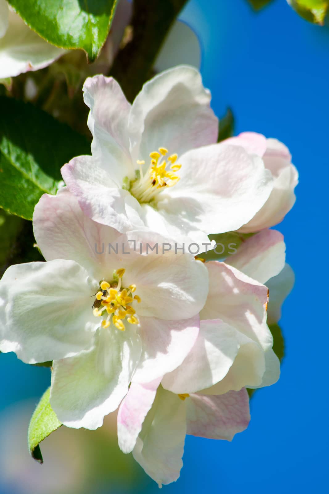pink and white flowering blossoms of an apple tree