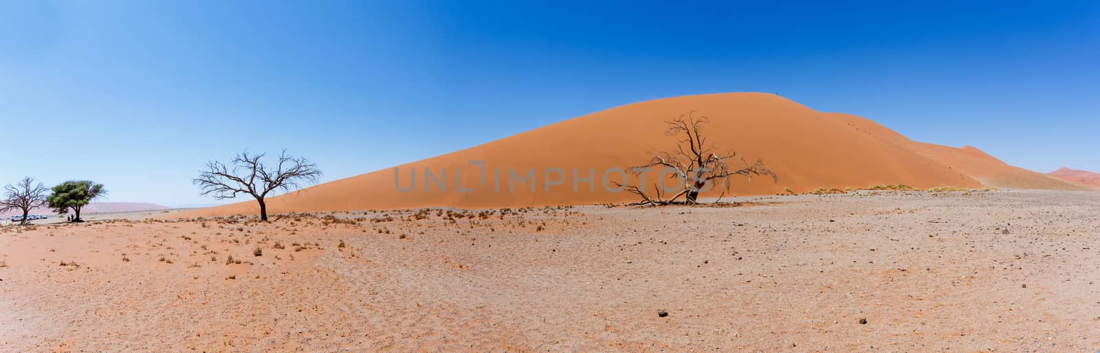 wide panorama of Dune 45 in sossusvlei Namibia, view from the top of a dune, best place in namibia