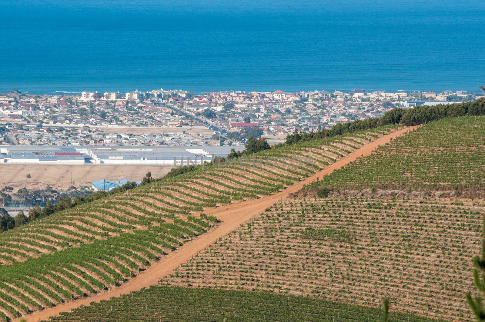 Vineyards with Somerset West and Gordons Bay in the back by dpreezg