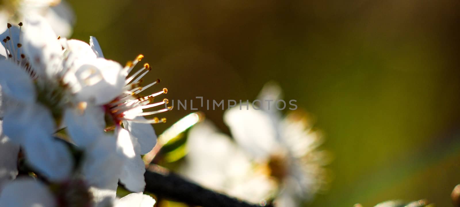 pciture of a plum blossom early on the morning