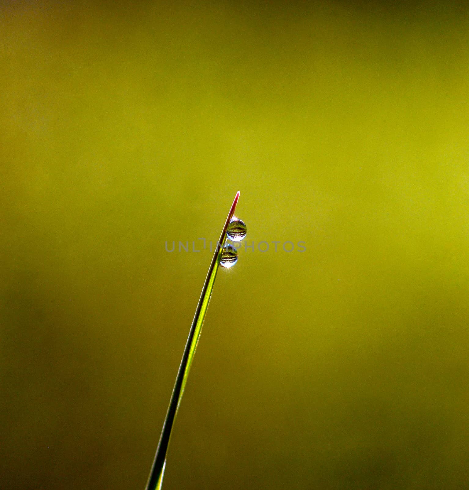 Picture of a Morning dew on blades of grass during sunrise