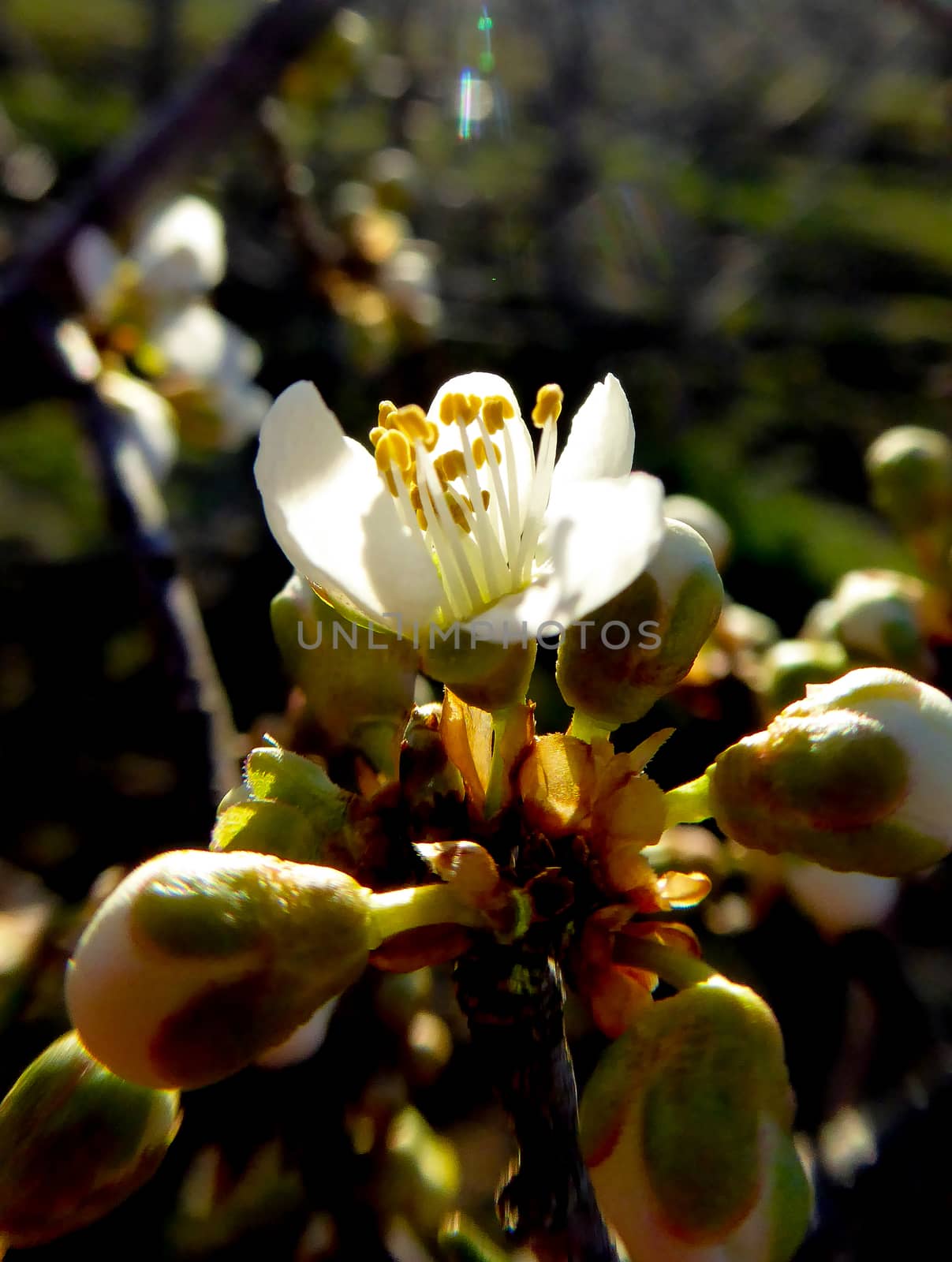 pciture of a plum blossom early on the morning