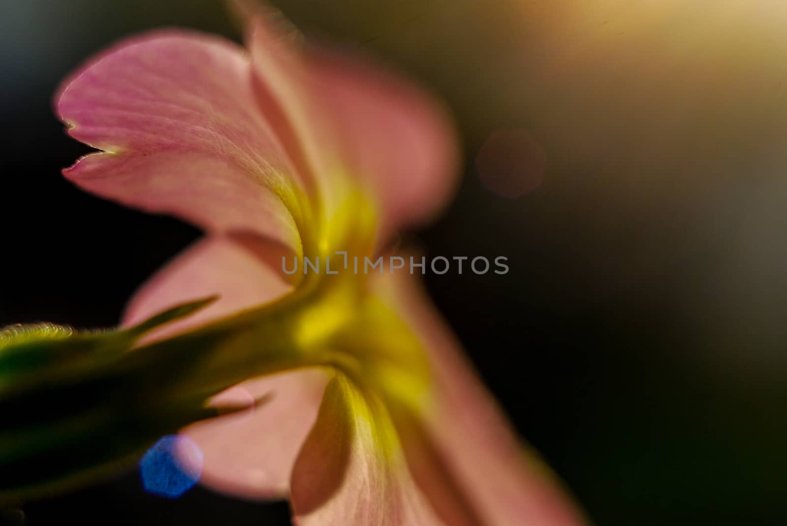Beautifull subtle colors of a stamens, macro, photo of 