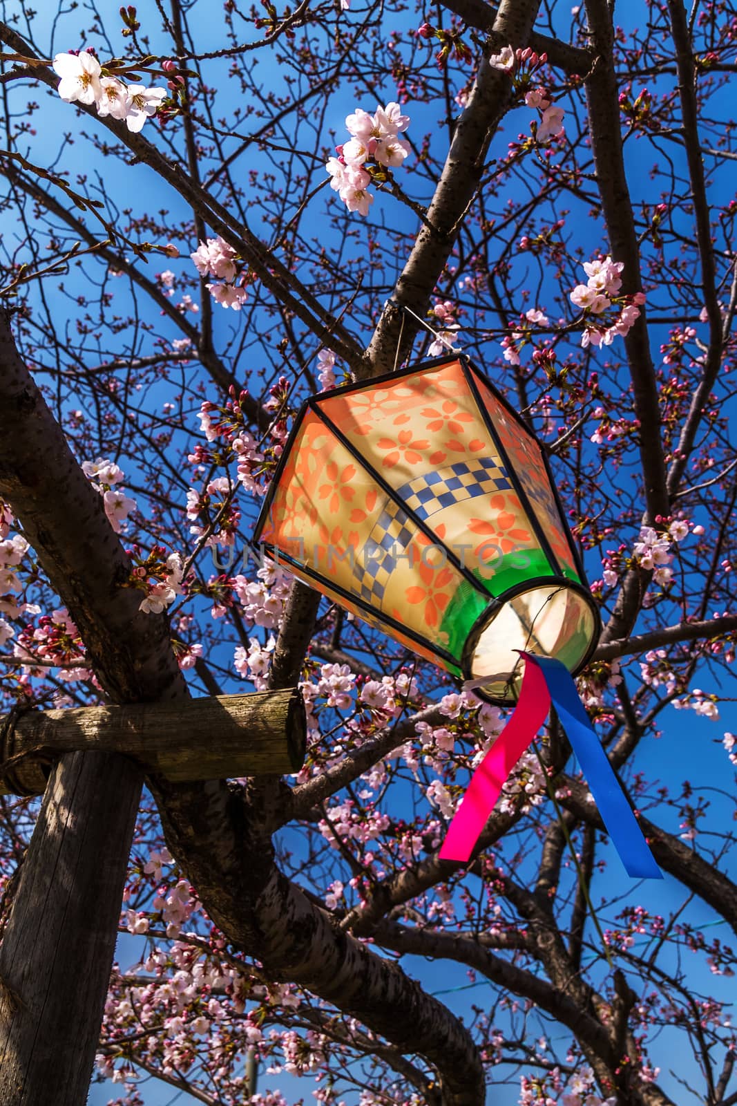 Japanese lantern. Hanami in Osaka
