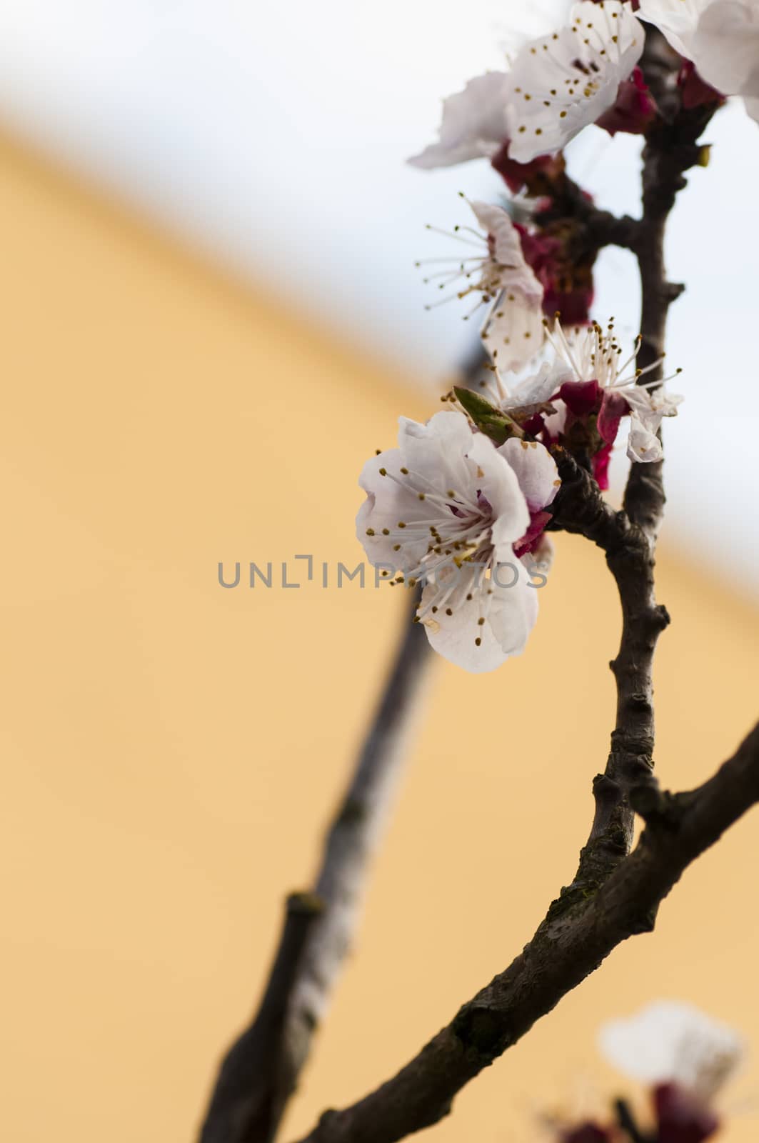 Beautiful pink flower cherry in full bloom on colored background by antonio.li