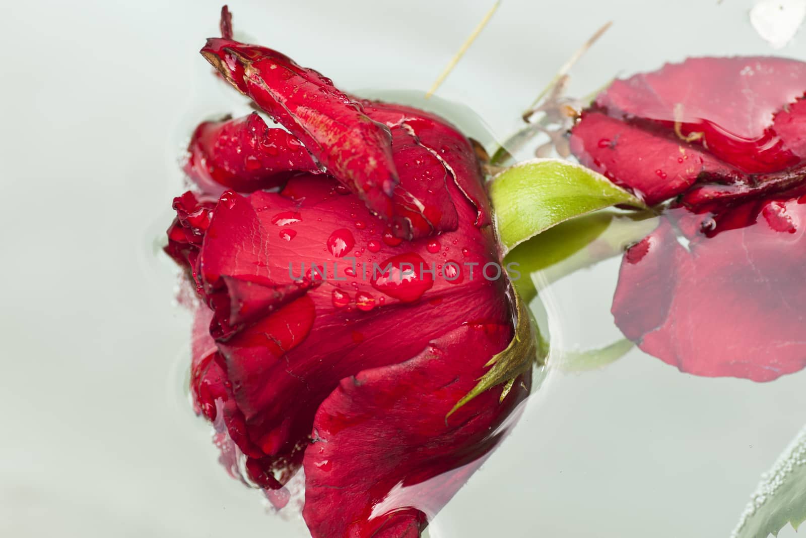 beautiful and romantic red rose dipped in water