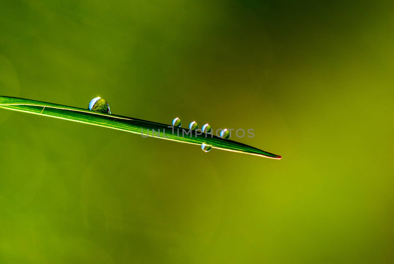 Nature Background with Morning dew on a Grass