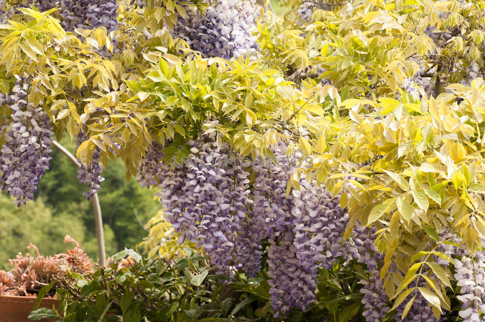 wisteria plant