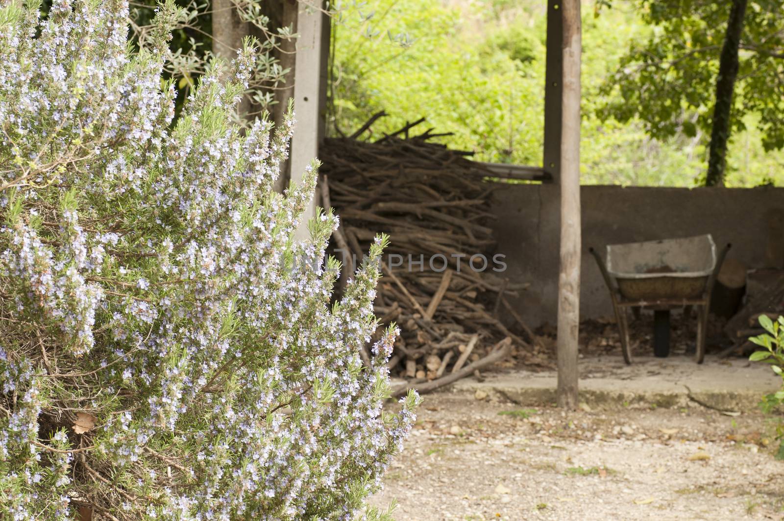 views of the countryside with a lush bush of rosemary and on the bottom a woodpile and wheelbarrow