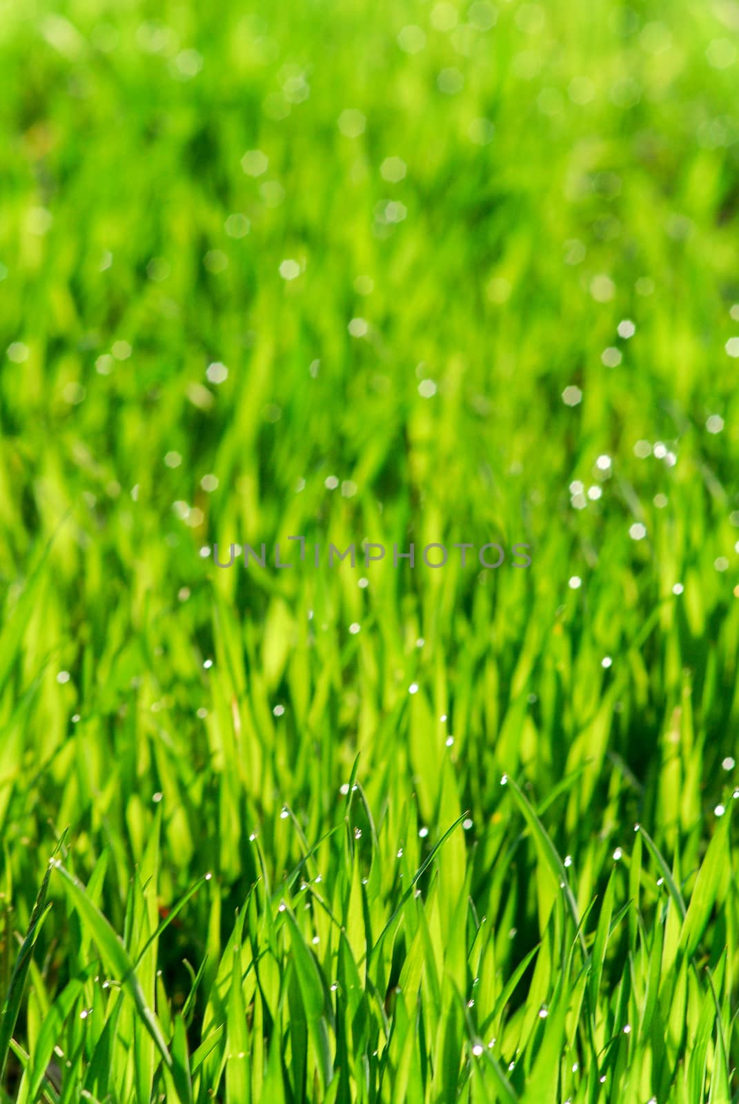 Fresh green wheat field  on a morning ,picture of a 