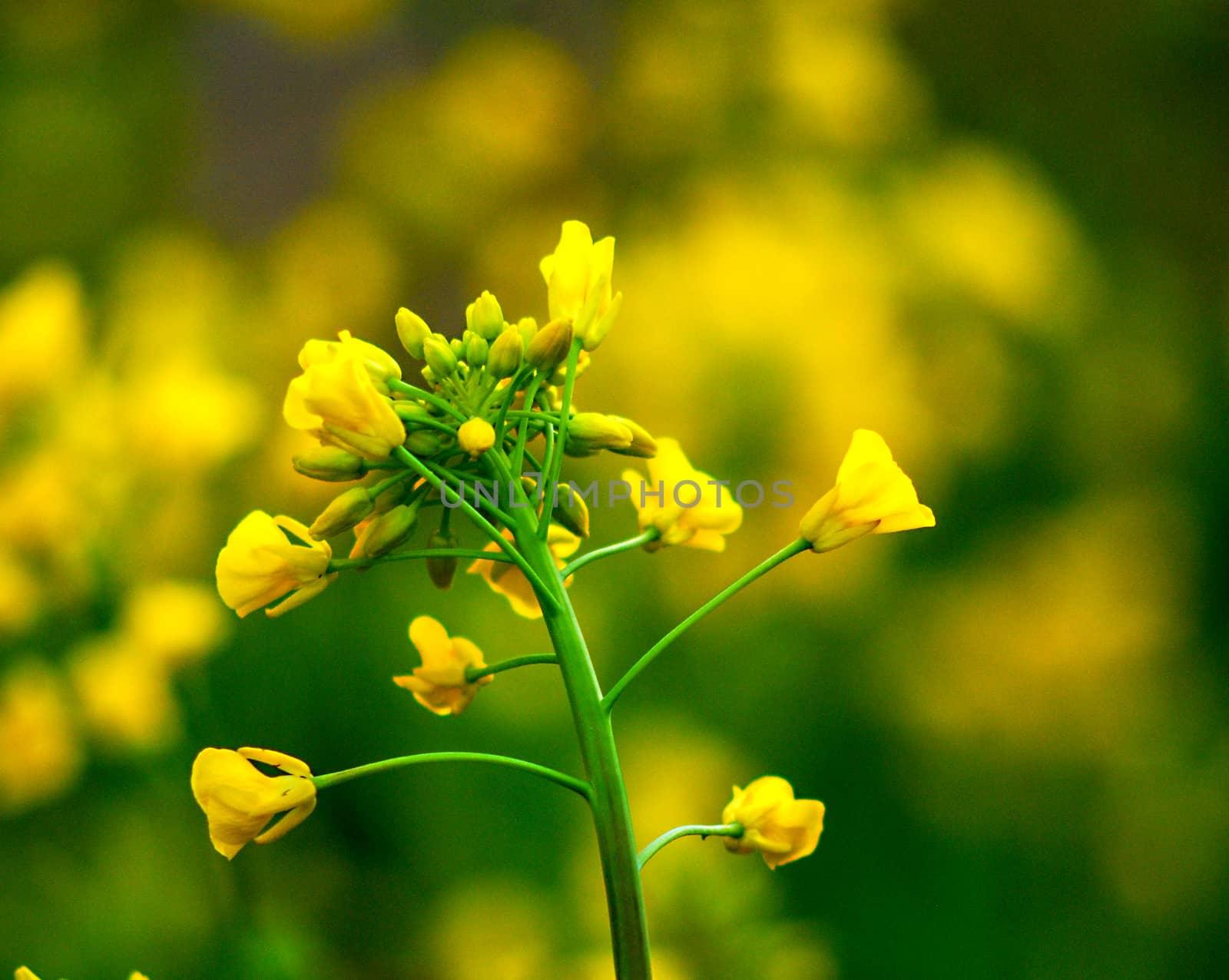 Picture of a ecological plant Rapeseed blossoms on Green blurred background