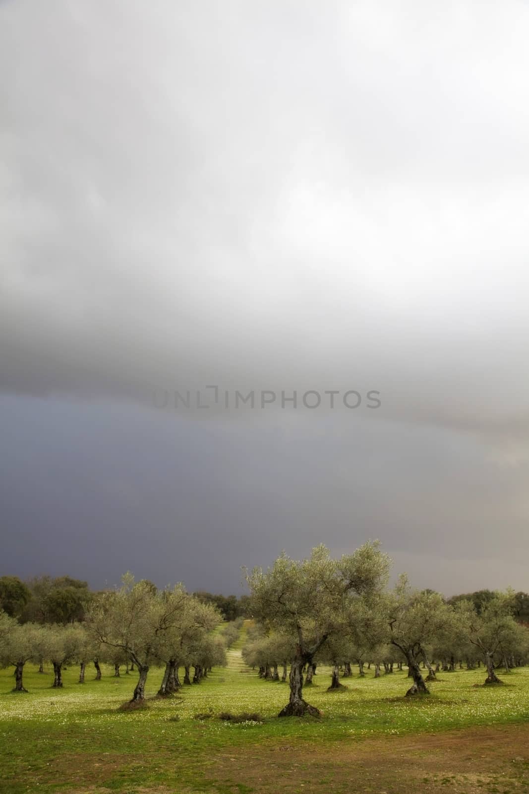 Storm in countryside with olive trees and clouds