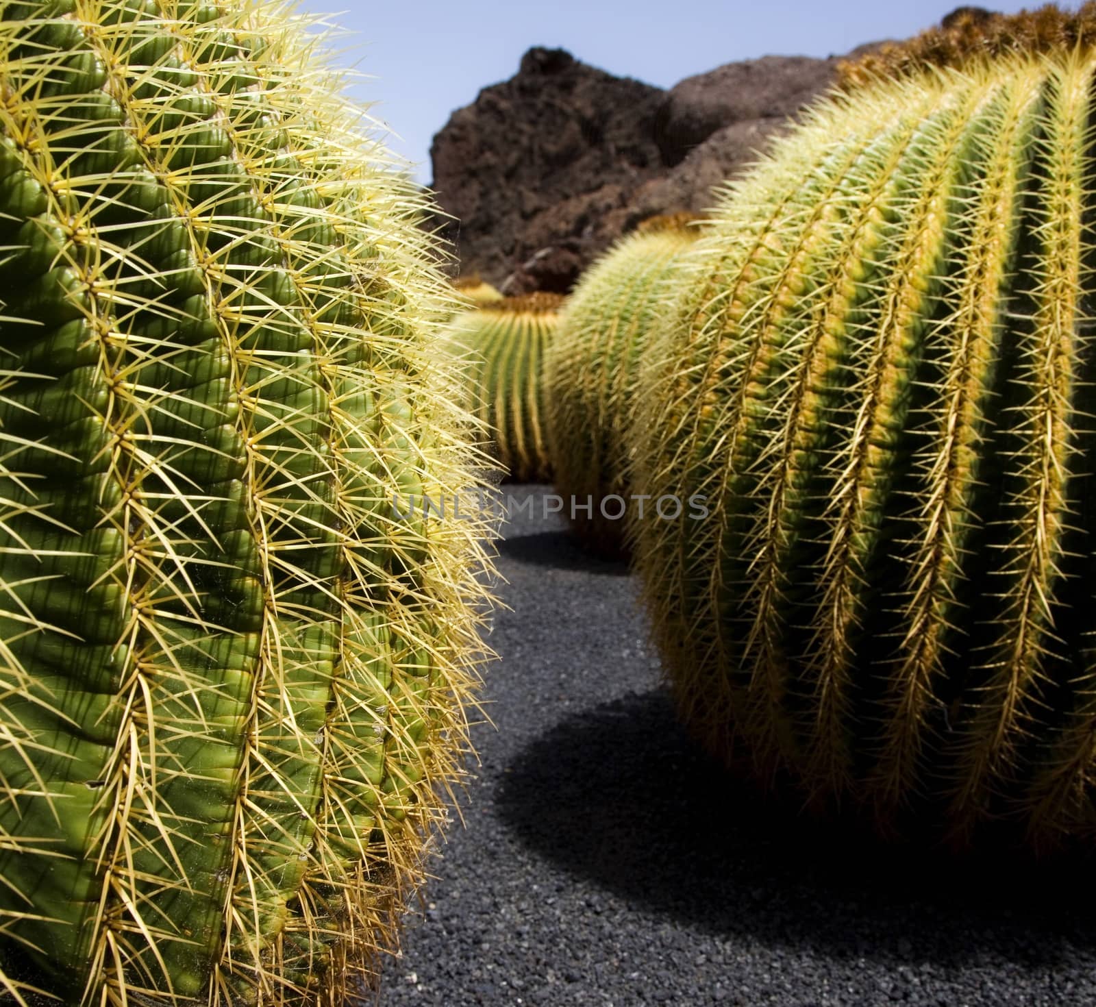 Cactus scenary with spherical cactus including black land and blue sky.