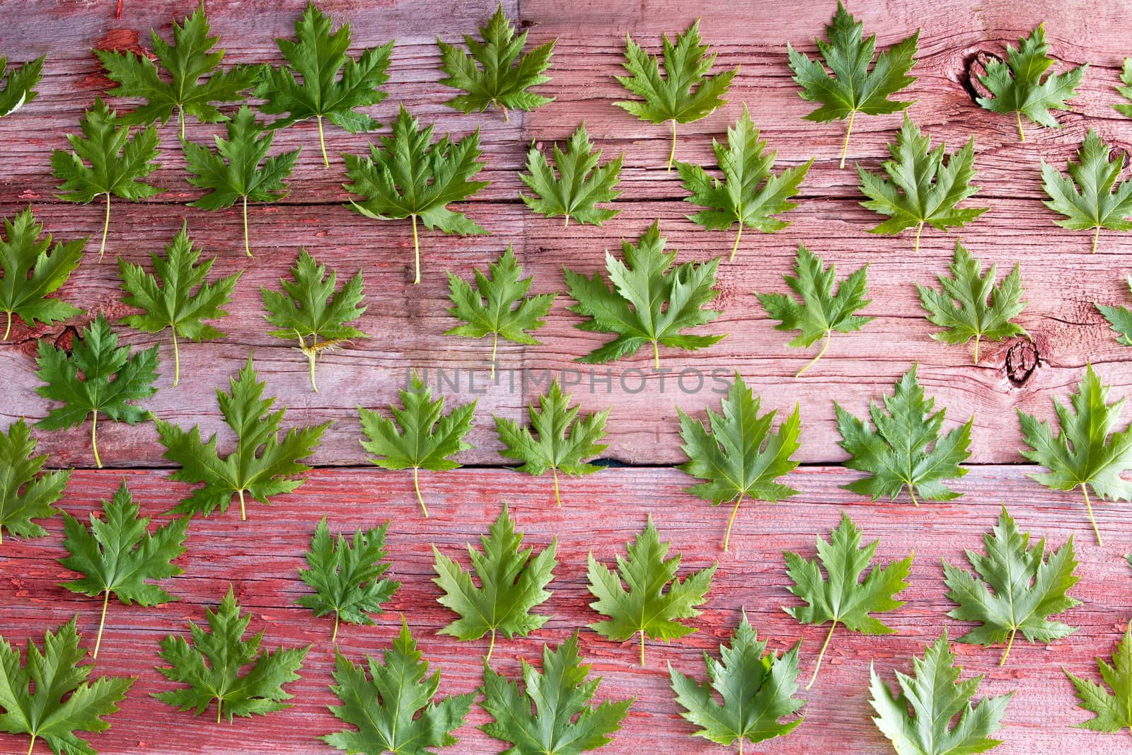 Fresh green maple leaf background pattern arranged in rows on rustic wooden boards conceptual of spring or Canada